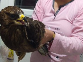 Ordu'da bir eve şahin girdi
