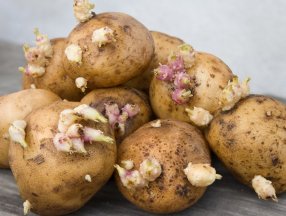 Filizlenmiş patates yenir mi? Sağlığa zararlı mı?