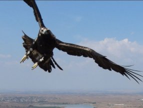 Tekirdağ’da drone gören kartal