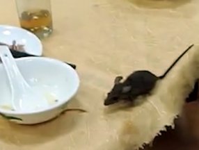 Çin'de restoranda fare paniği