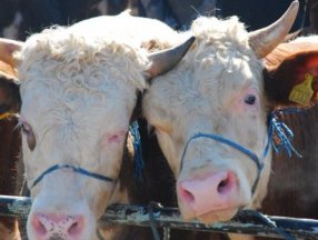 Belçika'da helal kesime getirilen yasak AİHM'e gidiyor