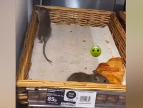 İngiltere'de market zincirini fareler istila etti