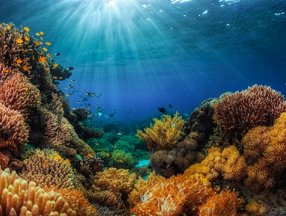 Dünya genelinde mercan resifinin yüzde 14'ü yok oldu