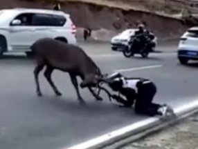 Çin'de geyiğin saldırdığı motosikletlinin zor anları