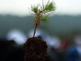 Gana kuraklığa karşı 20 milyon fidan dikecek