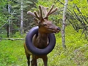 ABD'de 2 yıldır araba lastiğiyle dolaşan geyik kurtarıldı