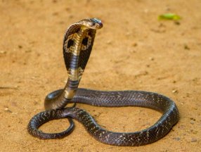 Hindistan'da eşini öldürmek için kobra kiraladı