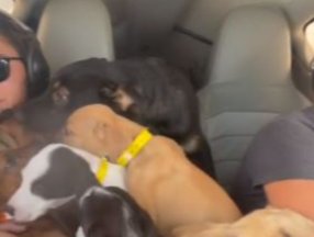 ABD'de uçakla köpekleri kurtarma operasyonu