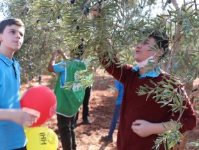 Suriyeli öğrenciler barış ve kardeşlik için zeytin topladı