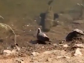 Brezilya’da, balığın güvercin avı kamerada