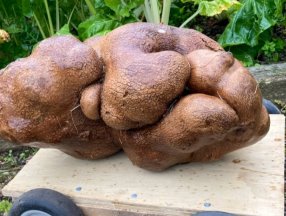 Yeni Zelanda'da bahçeden 7.8 kiloluk patates çıktı