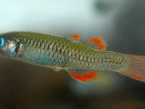 Avustralya, zararlı balıklara karşı robot balıkları kullanıyor