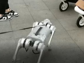 Çin'de robot köpek yürüyüşte