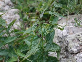 Türkiye'de yeni bir bitki türü bulundu