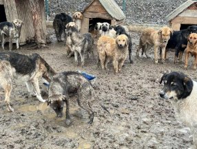 Bolu’da, barınaktaki köpekler çamur içinde görüntülendi