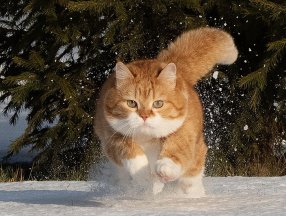 Rus kedilerine yaptırım kararı