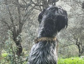 Muğla’da ağaca asılan köpek, ölü bulundu