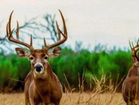 DSÖ: Koronavirüs hayvanlarda yayıldığı takdirde yeni varyantlar türeyebilir