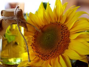 Yağlı tohumlu bitki üretimine hibe desteği verilecek