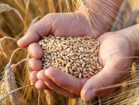 Buğday fiyatları tarihi zirveye çıktı