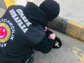 Sarp Sınır Kapısı’nda su kaplumbağası bulundu