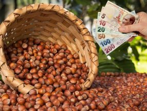 Düzce'de fındık üreticisine 71 milyon lira destek