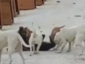 Hatay'da yasaklı ırk köpekler birbirine saldırdı