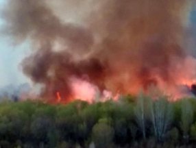 Ermenistan'da domuzları kaçırmak isteyen kişiler ormanı yaktı