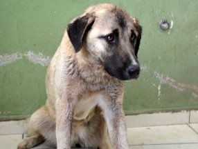 Antalya’da vurulan köpeğin vücudunda, 100’e yakın saçma olduğu belirlendi