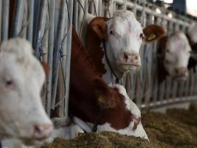 Sığır yetiştiricilerine destek ödemesi Resmi Gazete'de