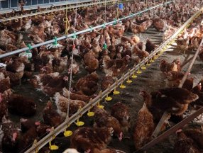 Türkiye'nin tavuk eti üretimi yüzde 13,4 arttı