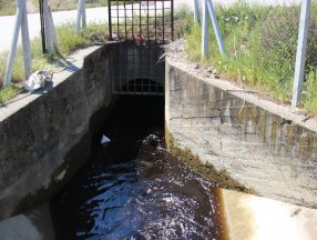 Aydın'da çiftçilerin kanal şikayeti: Leş gibi kokuyor, ağaçlar kuruyor
