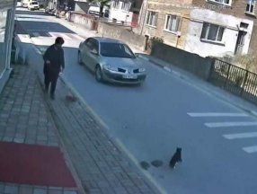 Bartın'da kediye çarpıp kaçan sürücü kameralardan tespit edildi