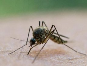 Genetiği değiştirilmiş milyarlarca sivrisinek doğaya bırakılacak