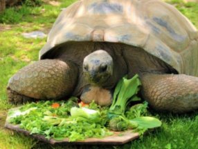 Kocaeli'de devasa kaplumbağa Tuki'nin, 102. yaş günü kutlandı
