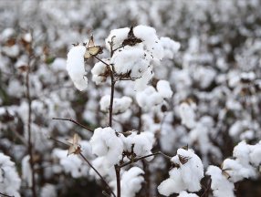 Emtia piyasasında fiyatlamalar zorlaştı