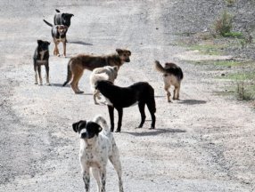 Adıyaman'da bir kişi, 9 sahipsiz köpeğin saldırısına uğradı