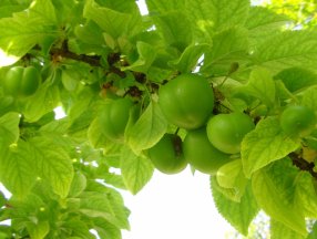 Mersin'de erik fiyatları 500 liradan 50 liraya düştü