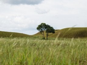 Dünyada 20 yılda Türkiye'nin yaklaşık 5 katı büyüklüğünde orman yok oldu