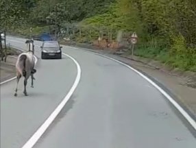 Rize’de kara yoluna çıkan at, 4 nala koştu