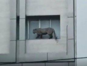 İran sokaklarına inen leopar korku saçtı