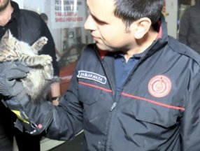 Anadolu Yakası'nda aracının motoruna giren yavru kediyi karşıya geçince fark etti