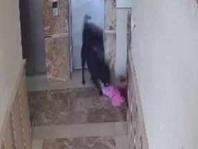 Şırnak'ta apartmana giren köpek çocuğa saldırdı