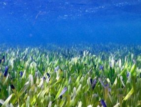 Bilim insanları, dünyanın en büyük bitkisini keşfetti