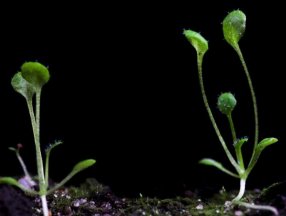 Bilim insanları, karanlıkta bitki yetiştirmeyi başardı