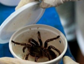 Bilim insanlarının zombi örümcekleri: Nekrobotlar