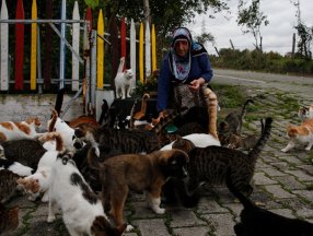 Samsun'da 'evlatlarım' dediği 100'ü aşkın kediye bakıyor