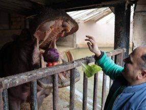 Gaziantep'te 2 tonluk su aygırlarına özel kış menüsü