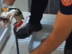 Kayseri'de kedi tuvalet deliğine sıkıştı