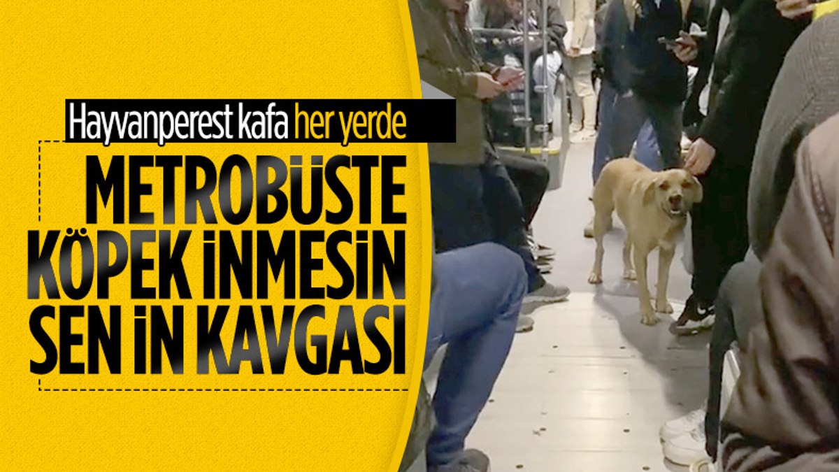 Metrobüste Sokak Köpeği Tartışması